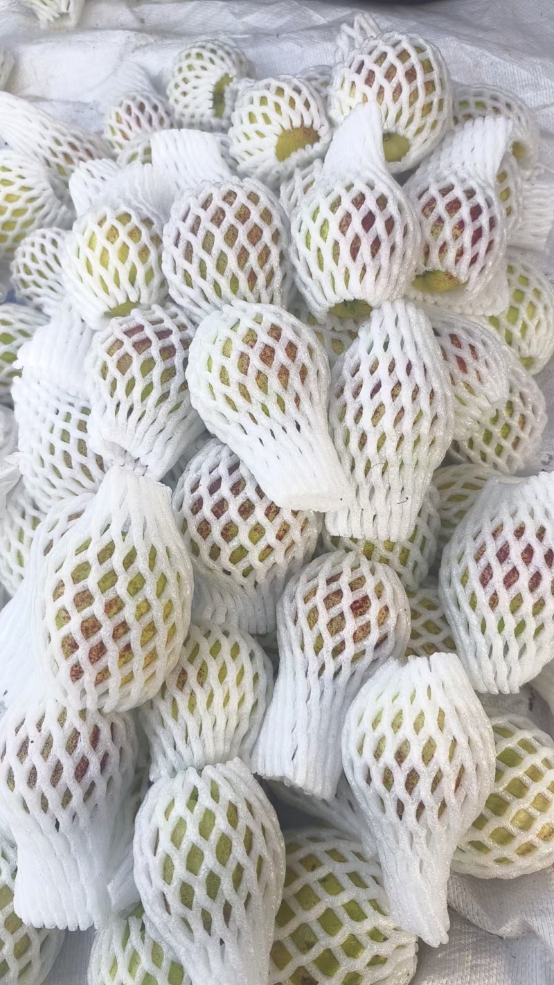 台湾红宝石芭乐