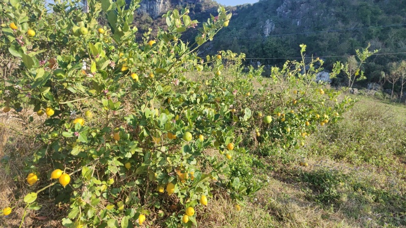 新鲜采摘树黄果，汁水多，爆香型