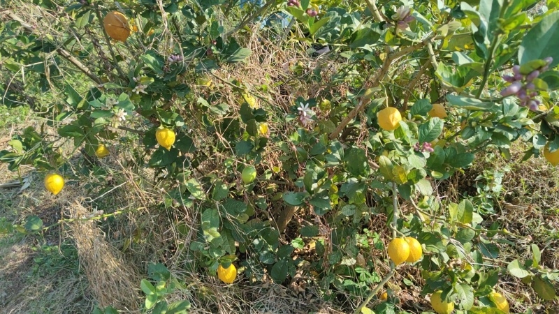 新鲜采摘树黄果，汁水多，爆香型