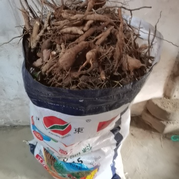 野生的乌药