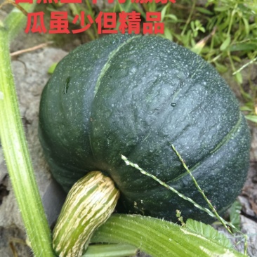 湛江高品质爆糯香甜绿贝贝