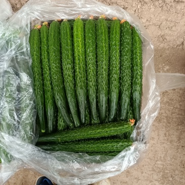 自产自销精品黄瓜