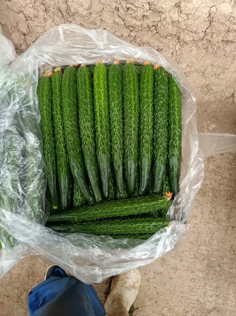 自产自销精品黄瓜