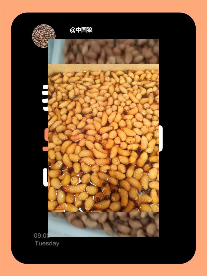竹笋虫