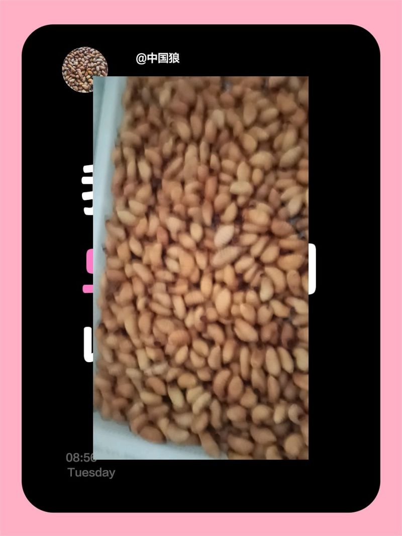 竹笋虫