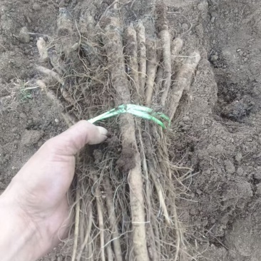 云木香苗供货中需要的赶紧了。精品货