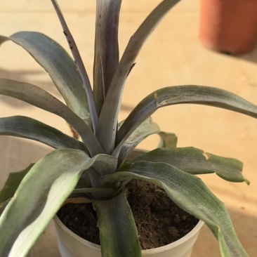 红凤梨，蜜香凤梨种苗直销