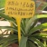红凤梨，蜜香凤梨种苗直销