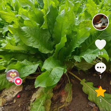 食叶草种子