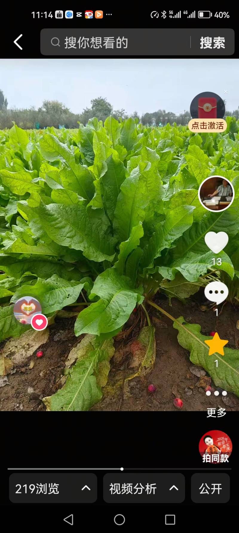 食叶草种子