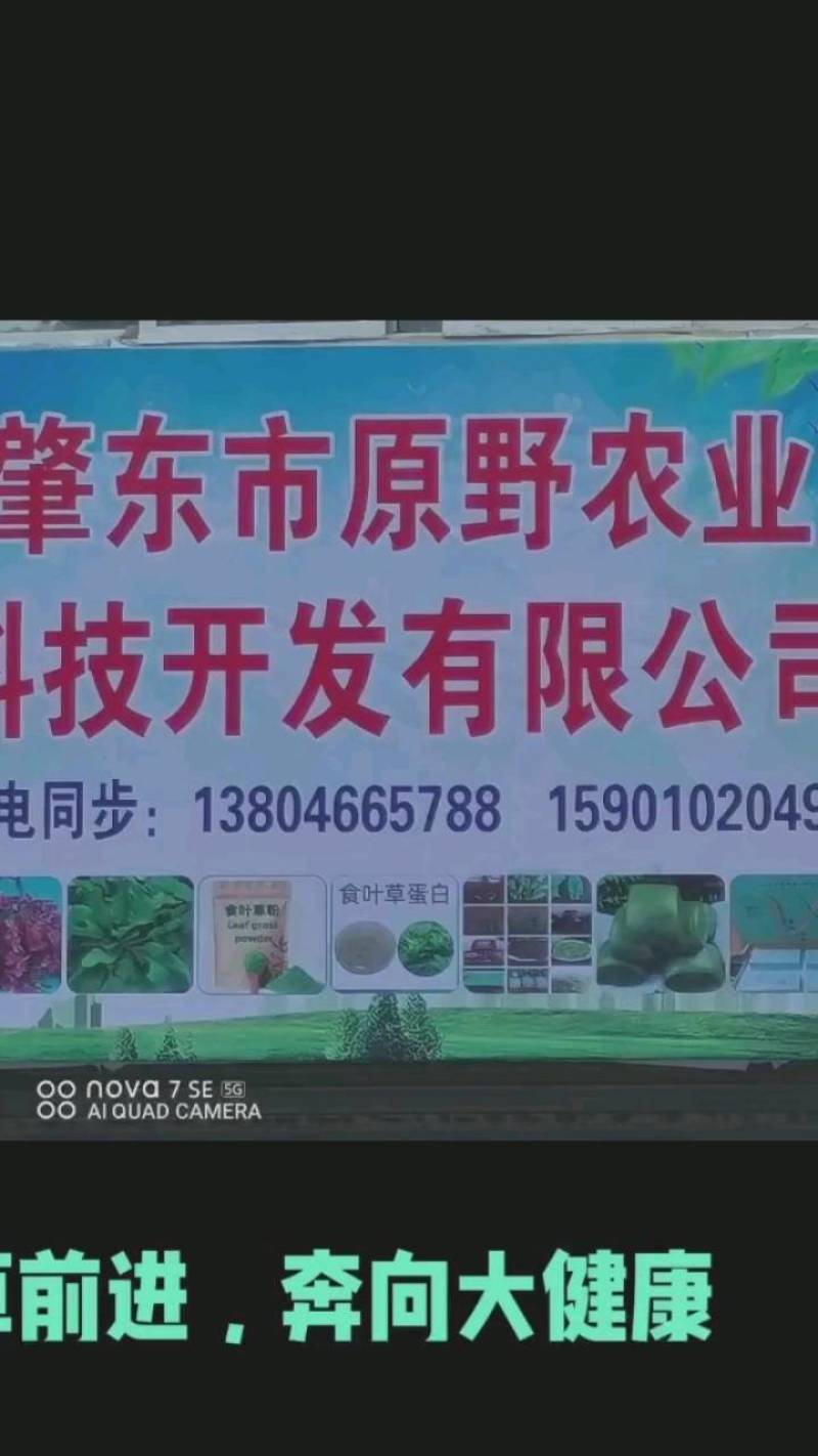 食叶草种子