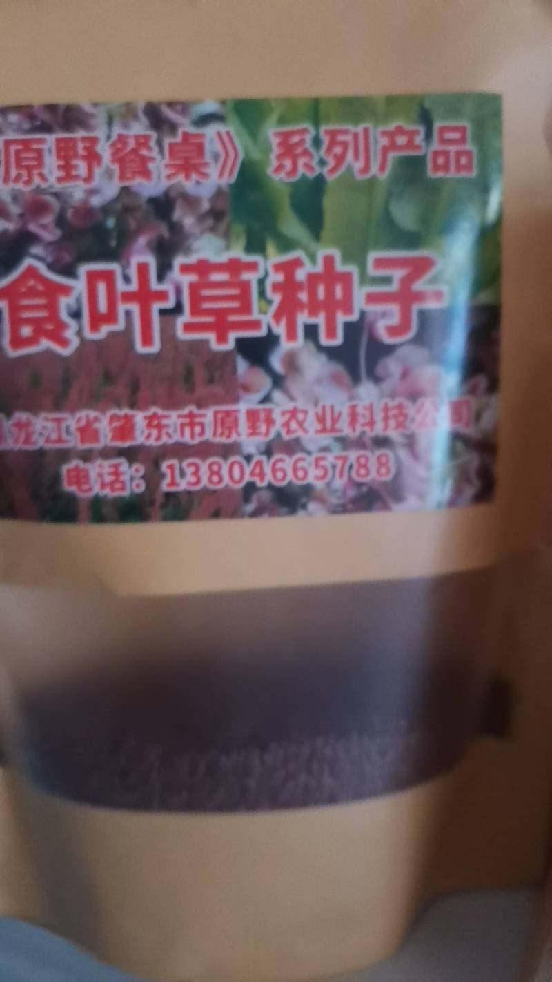 食叶草种子