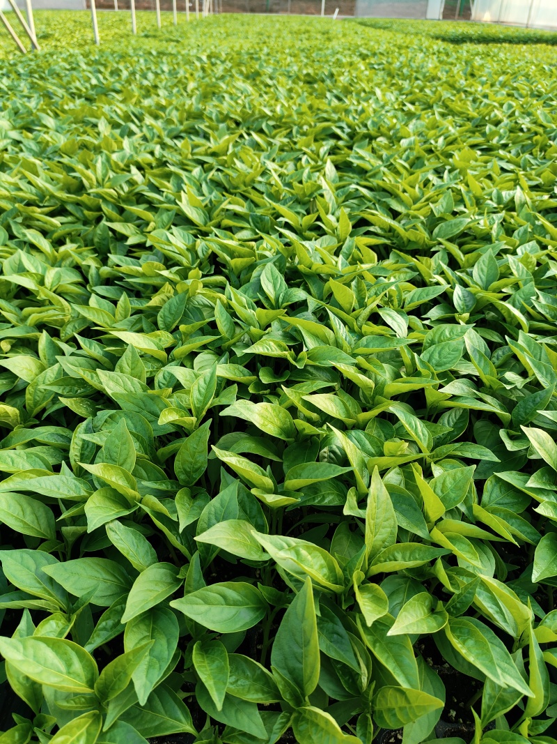 各种蔬菜苗子