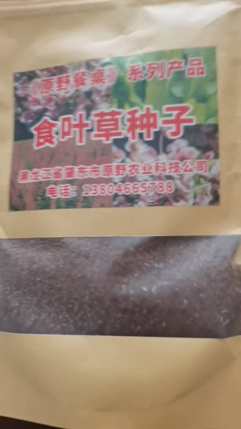 食叶草种子