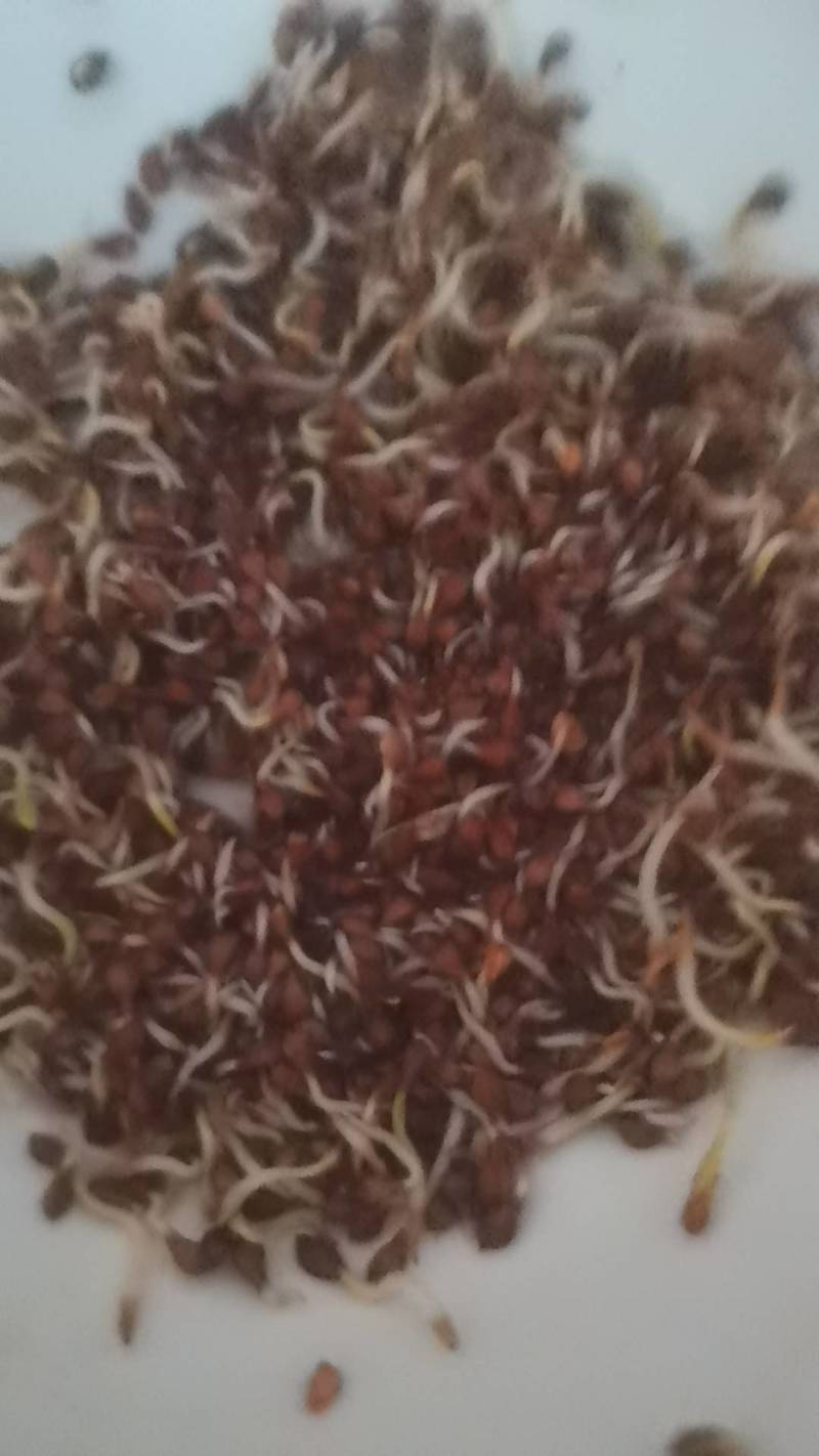 食叶草种子