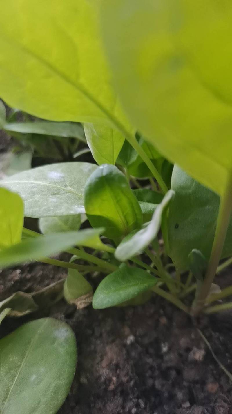 食叶草种子