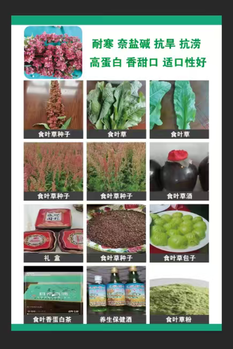 食叶草种子
