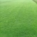 马尼拉草皮、草块