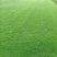 马尼拉草皮、草块