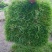 马尼拉草皮、草块
