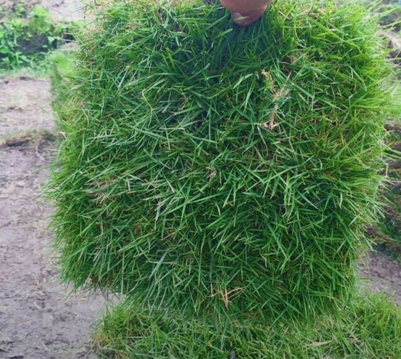 马尼拉草皮、草块