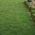 马尼拉草皮、草块