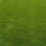 马尼拉草皮、草块