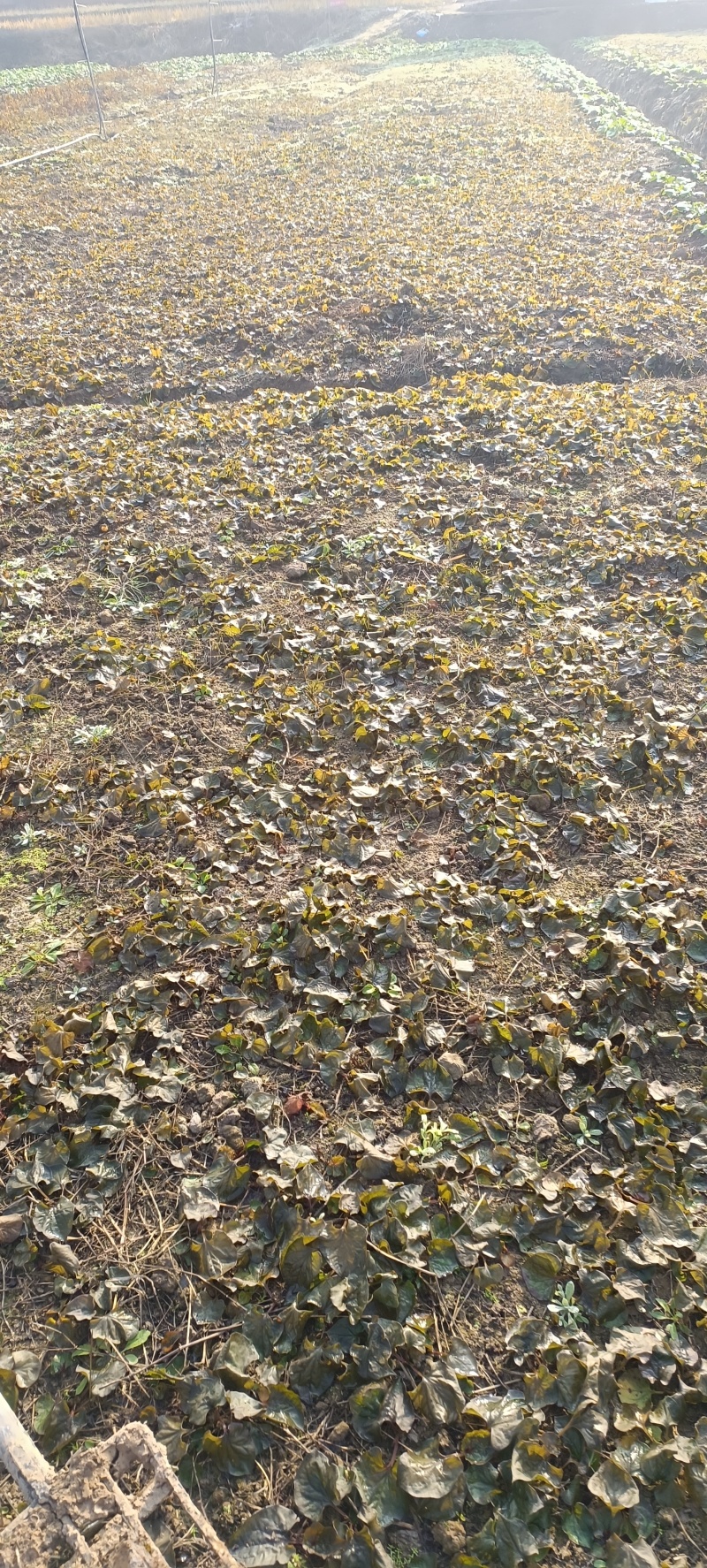 四川川渝折耳根，鱼腥草