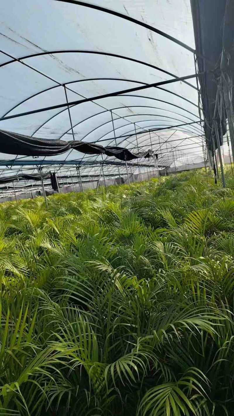 散尾葵50-300，大量低价出售