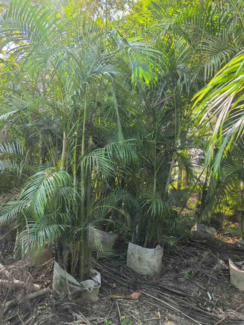 散尾葵50-300，大量低价出售