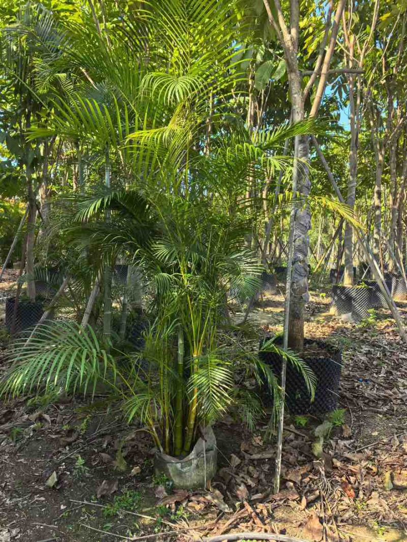 散尾葵50-300，大量低价出售