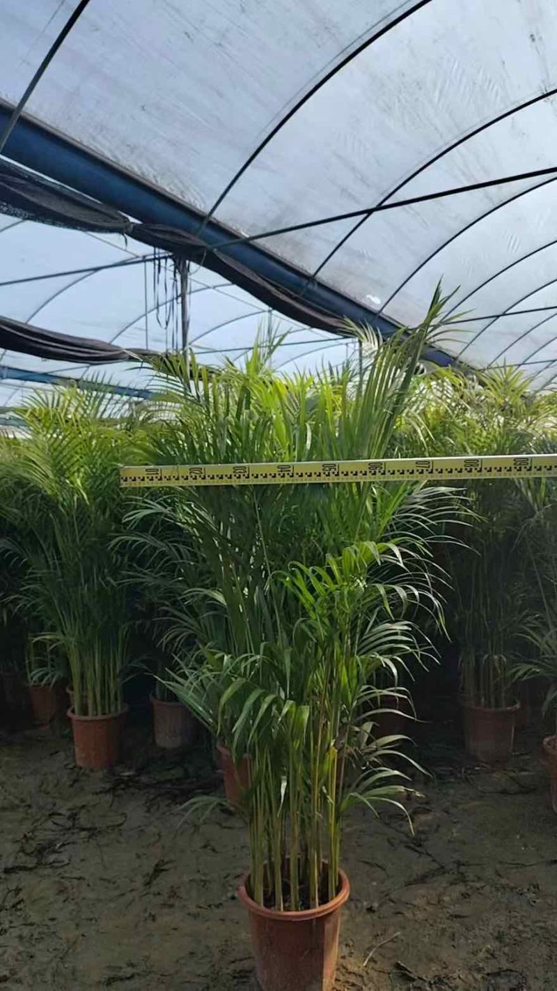 散尾葵50-300，大量低价出售