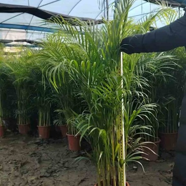 散尾葵50-300，大量低价出售