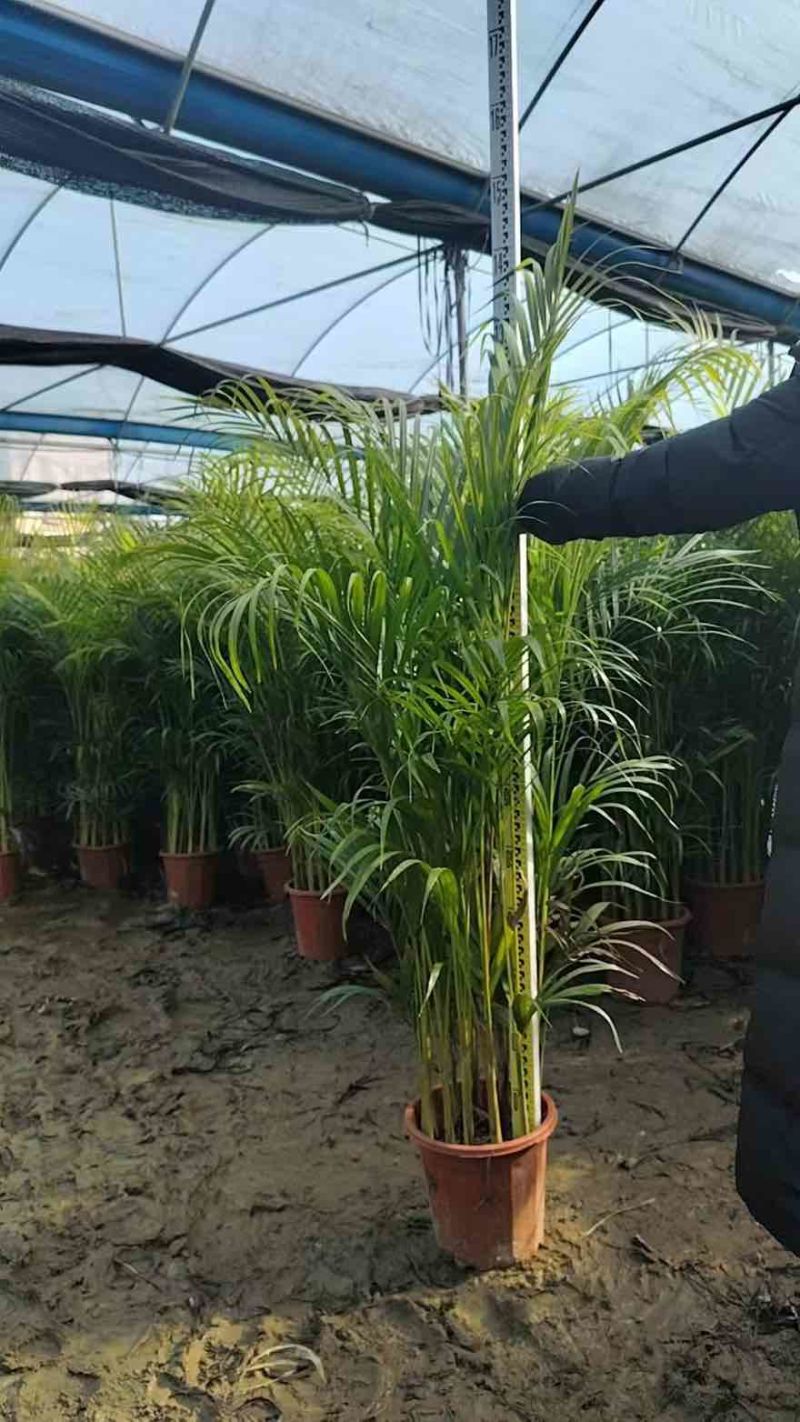 散尾葵50-300，大量低价出售