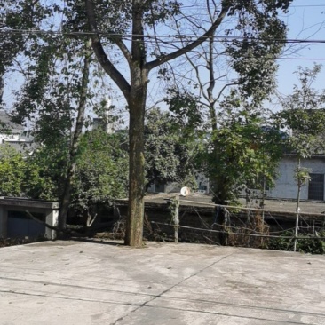 樟树