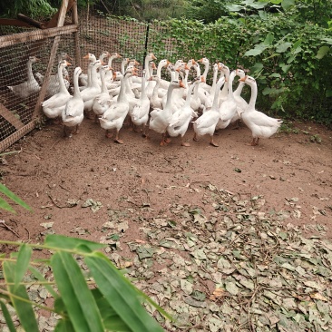 大鹅