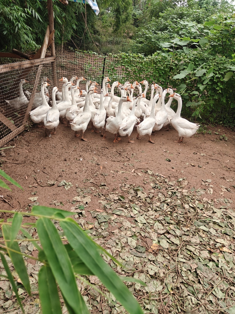 大鹅