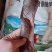 山皂角夹