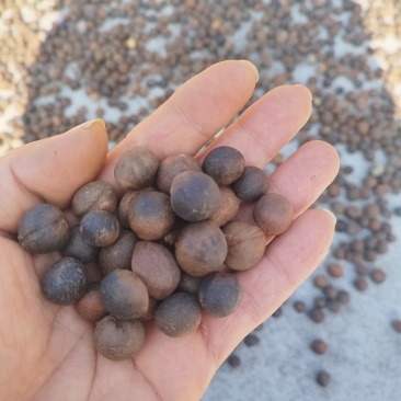 野生老树香山茶籽。