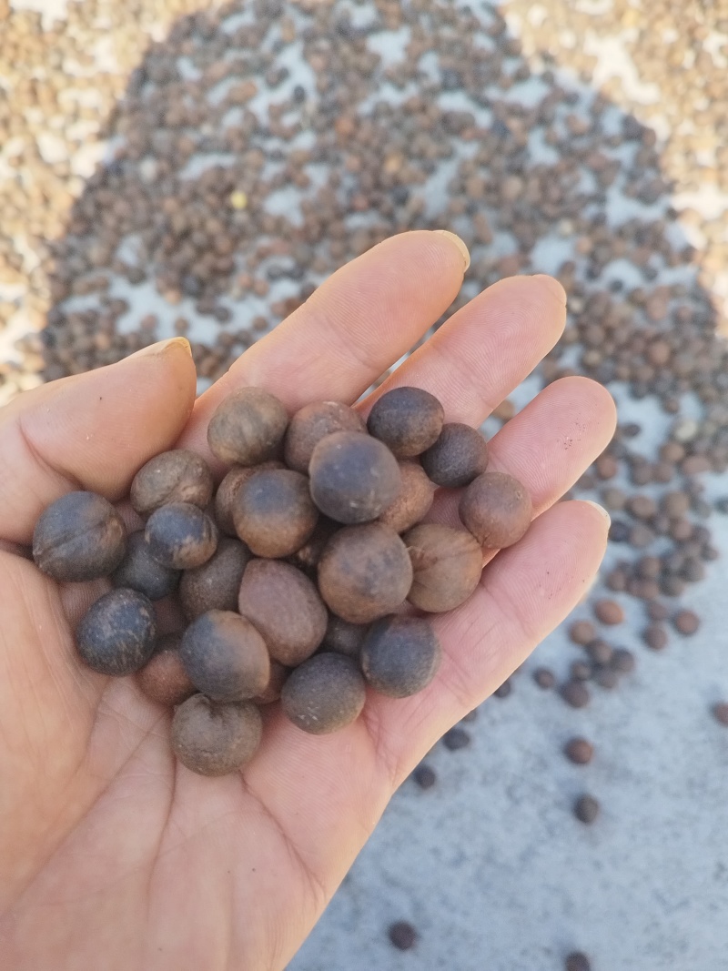 野生老树香山茶籽。