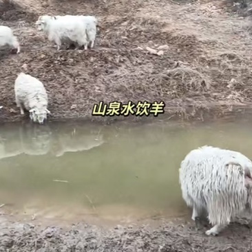 陇东山羊