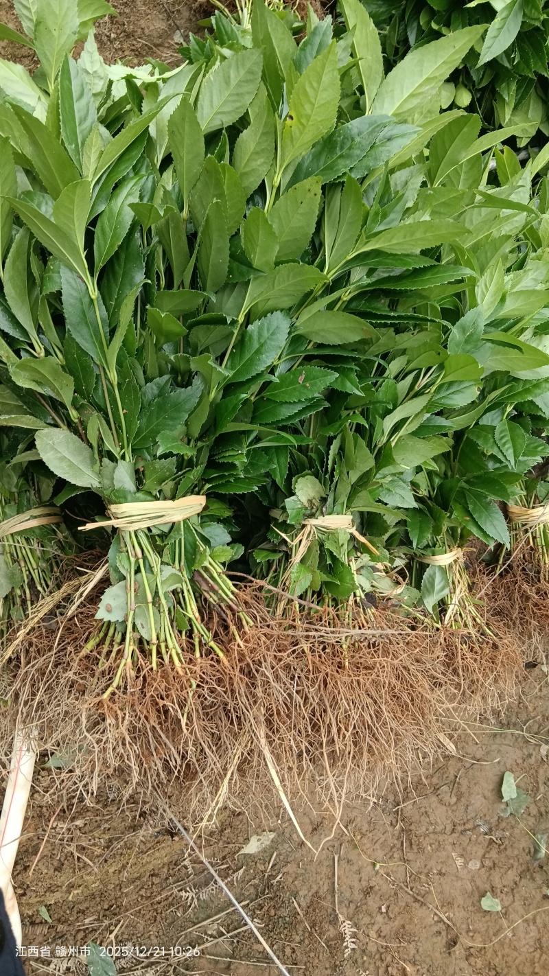 草珊瑚