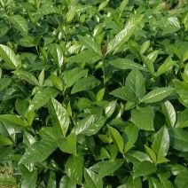 草珊瑚
