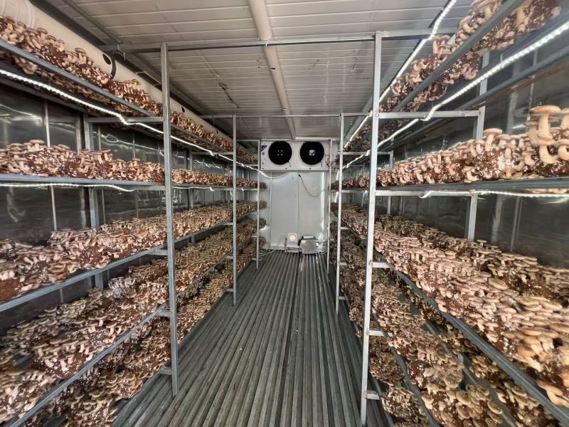 食用菌网格网架.金针菇平菇网格网架