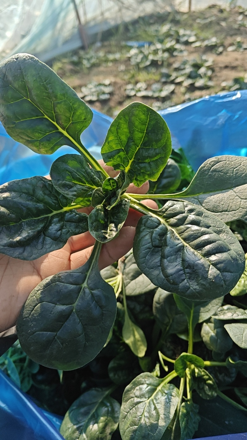趴地菠菜