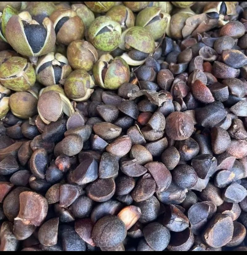 正宗山茶油