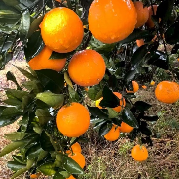 冰糖橙