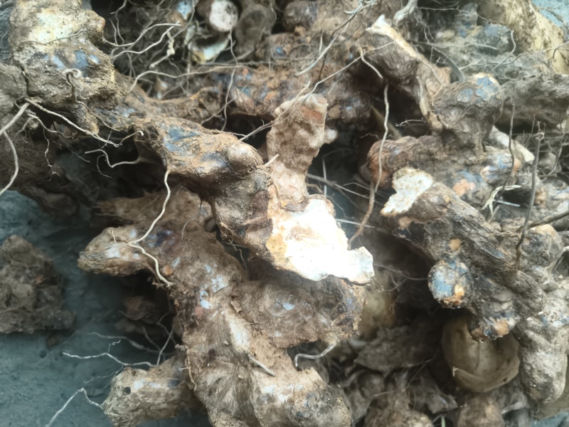 土茯苓供应正宗长期量大从优品质保证