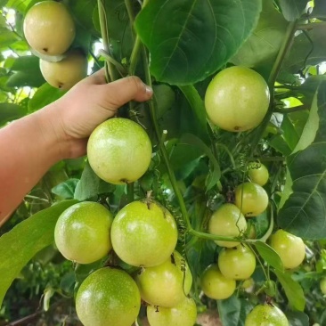 西双版纳特产