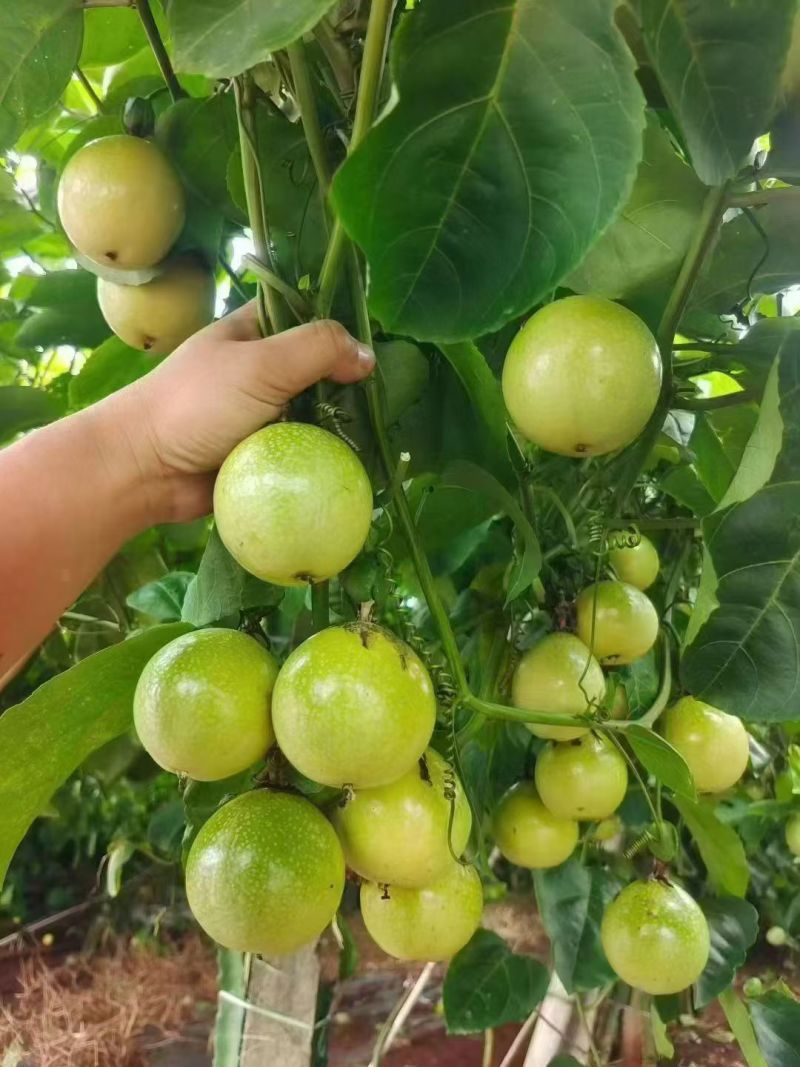 西双版纳特产